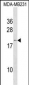 IFNA6 Antibody (C-term)